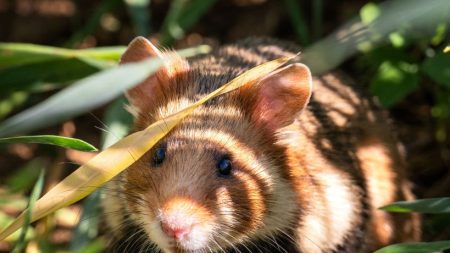 En Alsace, le grand hamster lutte pour sa survie