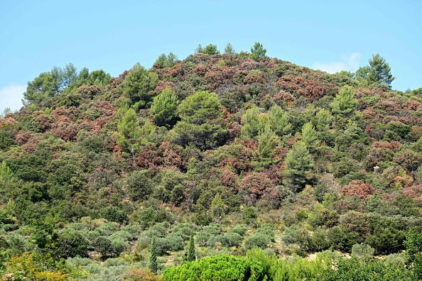 Provence : pour sauver la forêt, une nouvelle "mosaïque" d'arbres