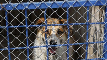 Maltraitance animale : le responsable de l’Arche de Noël à Béziers écope de 12 mois de prison avec sursis