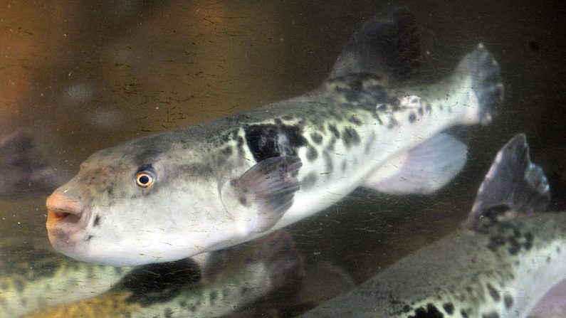 Sur cette photo prise le 5 juin 2012, des poissons-globes, appelés fugu au Japon, nagent dans un bassin dans un restaurant japonais "Torafugu-tei" à Tokyo. (Crédit photo YOSHIKAZU TSUNO/AFP/GettyImages)