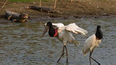 Brésil : au Pantanal ravagé par le feu, une opération sauve un couple de cigognes