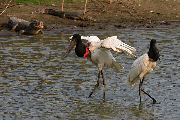 Des oiseaux de la cigogne jaribu dans une zone rurale de Corumba, dans l'État du Mato Grosso do Sul, au Brésil, le 28 juin 2024. (PABLO PORCIUNCULA/AFP via Getty Images)