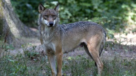 Thoiry : la joggeuse donne sa version après avoir été grièvement blessée par des loups