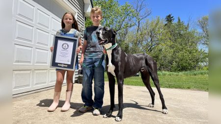 « Toute notre famille est dévastée » : Kevin, le plus grand chien vivant au monde, meurt 11 jours après son record Guinness