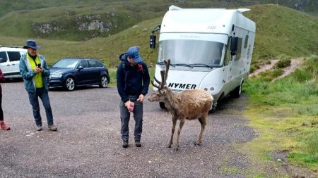 Écosse : euthanasié pour avoir ingéré trop de nourriture donnée par les touristes, Callum était un cerf très populaire