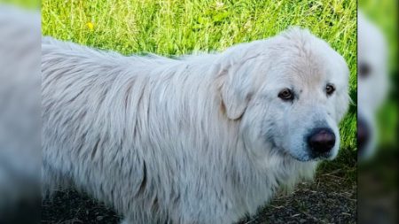 Après 82 jours de cavale et près de 300 km, cette chienne a été retrouvée grâce aux réseaux sociaux