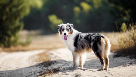 Un chien parcourt six kilomètres pour alerter la famille de son maître, coincé au fond d’un ravin