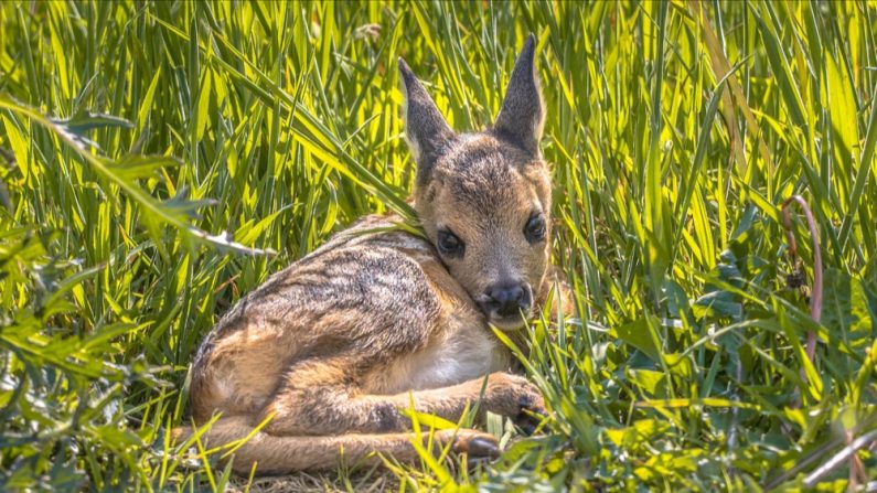 (Photo: Rudmer Zwerver/Shutterstock)