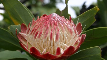 Des botanistes décident de changer des noms de plantes… jugés racistes