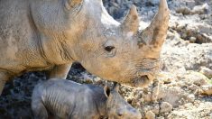 Naissance d’un rhinocéros blanc au zoo de Montpellier