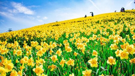 Les leçons de vie d’un jardin de jonquilles