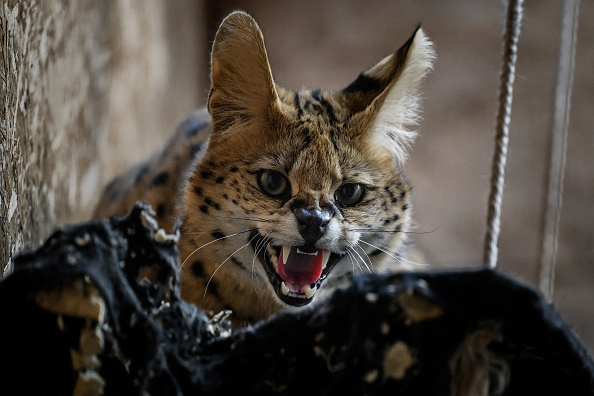 Un serval rugit dans son enclos, au refuge du parc zoologique de Saint-Martin-La-Plaine, le 7 mars 2024. (JEFF PACHOUD/AFP via Getty Images)