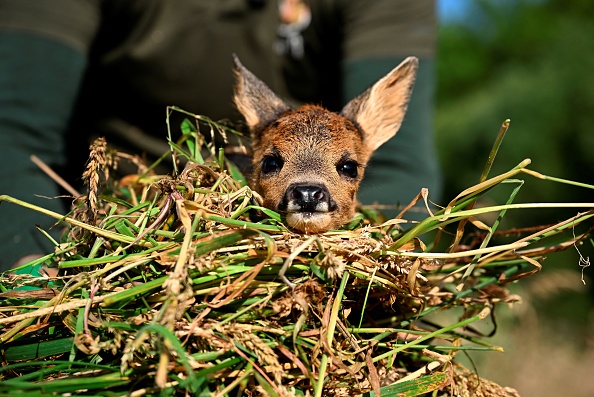 Un chevreuil est aperçu après que Cédric Petit, fondateur de l'association "Asbl Sauvons Bambi", l'a sauvé avec son drone dans les hautes herbes des prairies de Mehaigne, le 24 juin 2024. (JOHN THYS/AFP via Getty Images)