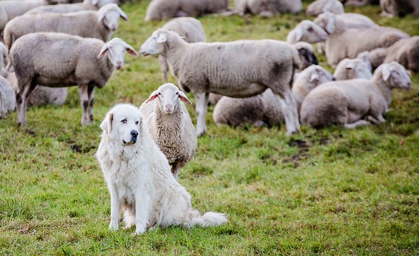 Les patous, ou chiens de montagne des Pyrénées, sont utilisés pour la protection des troupeaux contre les prédateurs comme le loup. (CHRISTOPH SCHMIDT/DPA/AFP via Getty Images)