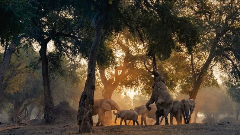 (Avec l'aimable autorisation de Lukas Walter/World Nature Photography Award)