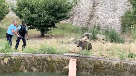 Vaucluse : des gendarmes parviennent à extraire de l’eau des sangliers piégés dans un bassin