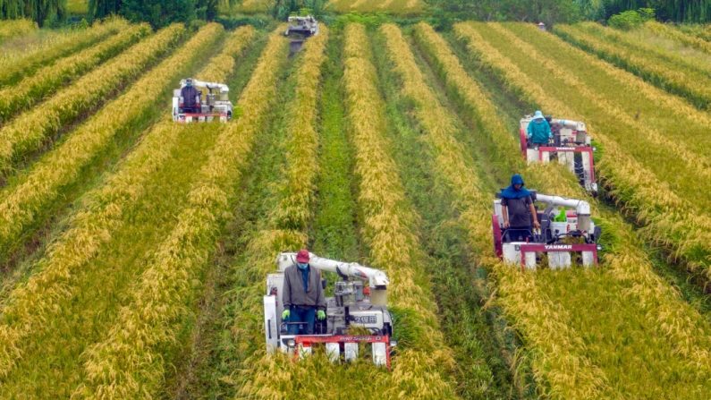 Saison de la récolte du riz à Taizhou, dans la province chinoise du Jiangsu (est), le 20 septembre 2022. (STR/AFP via Getty Images)