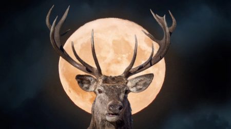 Ce 21 juillet, la pleine lune du cerf éblouira les étoiles