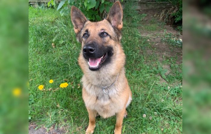 Noma, jeune chienne croisée malinois-berger allemand âgée de 2 ans, est à adopter.  (Capture d'écran Facebook de la police Nationale du Calvados) 