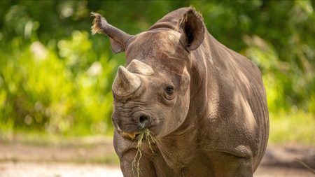 Afrique du Sud : ils rendent les cornes des rhinocéros radioactives pour éloigner les braconniers