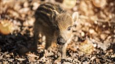 Pas d’euthanasie pour Toto le sanglier, sauvé par la justice