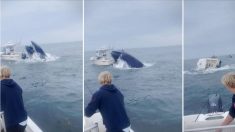 Des pêcheurs aperçoivent une baleine qui saute sur un bateau, le fait chavirer et jette les plaisanciers à la mer, puis ils se précipitent pour les aider