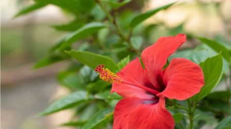 Trois plantes rafraîchissantes traditionnelles pour lutter naturellement contre la chaleur estivale