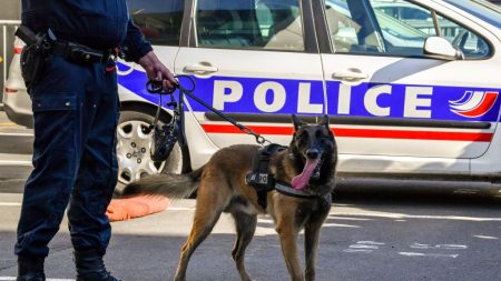 Chiens policiers : Taïga et Pedro recherchent de nouveaux maîtres pour leur retraite