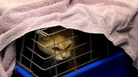 Moselle : 10 chatons dans un carton et plusieurs chats, abandonnés devant la SPA de Thionville