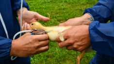 Un second foyer de grippe aviaire détecté en France