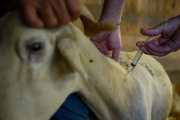 Un mouton atteint du virus de la fièvre catarrhale ovine (sérotype 8) reçoit une injection d'anti-inflammatoire dans une ferme de Saint-Felix-de-Rieutord. (ED JONES/AFP via Getty Images)