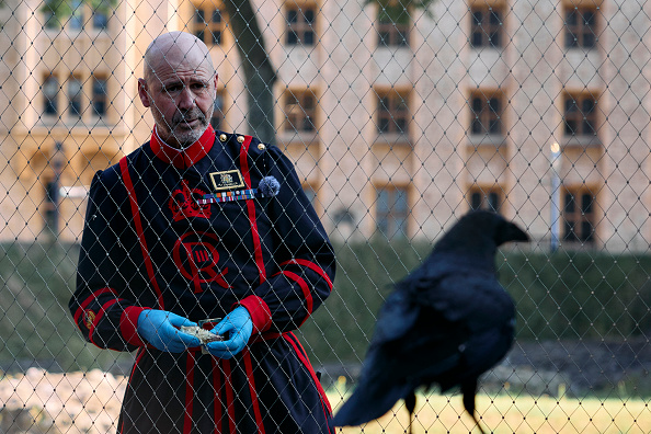 Le nouveau « Maître des corbeaux » de la Tour de Londres, le Yeoman Warder Michael "Barney" Chandler, se prépare à nourrir les corbeaux à la Tour de Londres le 29 juillet 2024. (Photo BENJAMIN CREMEL/AFP via Getty Images)