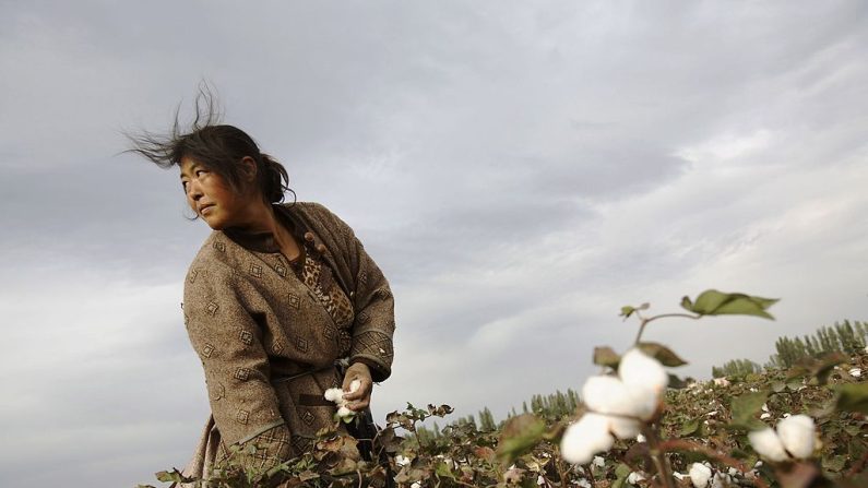 Une femme de la province du Henan cueille du coton dans un champ de coton le 22 septembre 2007 à Shihezi, dans la région autonome ouïgoure du Xinjiang, en Chine. (China Photos/Getty Images)