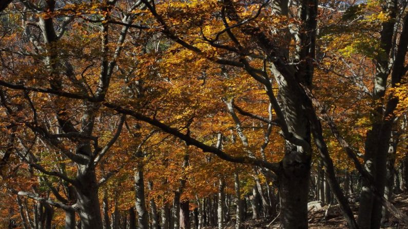 Vue générale prise le 16 novembre 2017 du feuillage d'automne dans le réservoir naturel national de la forêt de la Massane, dans le massif des Albères au-dessus de la ville d'Argelès-sur-Mer, (Pyrénées-Orientales). (Crédit photo RAYMOND ROIG/AFP via Getty Images)