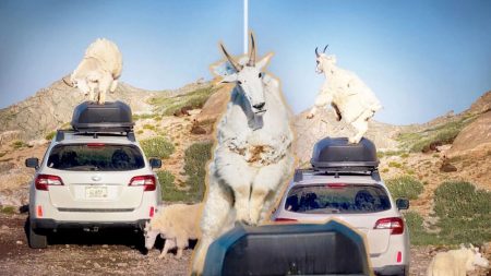 Un photographe de la nature filme des chèvres dansant sur une voiture, ce qui devient viral – il se fait critiquer pour ne pas être intervenu