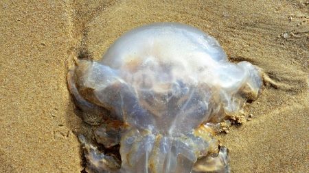 Pas-de-Calais : la plage principale de Calais envahie par les méduses