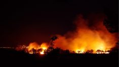 Hérault : 300 hectares brûlés dans un incendie, « des dizaines d’habitations évacuées »