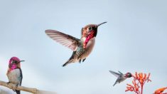 Le plus petit oiseau du monde : le colibri abeille