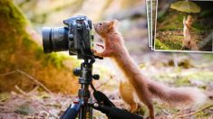 Un photographe capture le moment où d’adorables écureuils roux « utilisent un appareil photo » et d’autres objets sympathiques