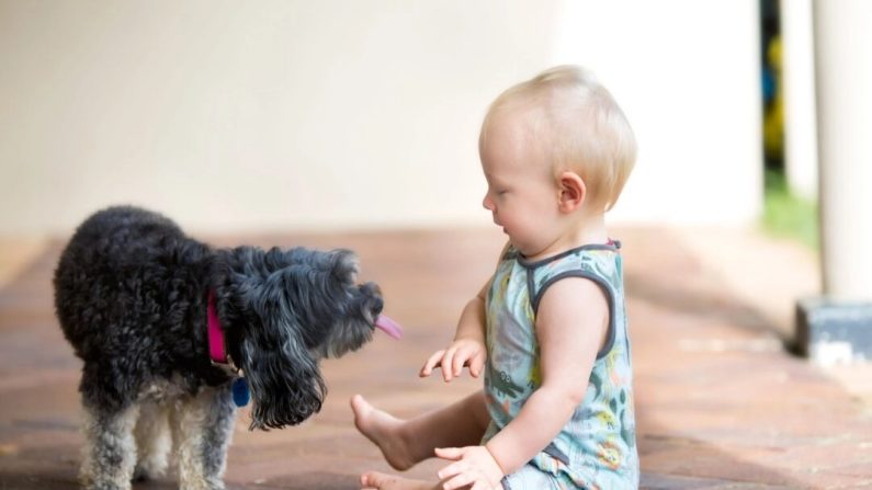 Les chiens et autres animaux échangent des microbes avec les personnes chez qui ils vivent. (Shutterstock)