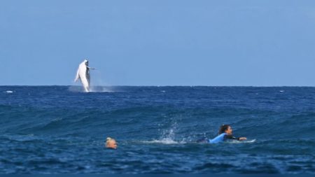 JO 2024 : une baleine surgit des eaux et vole la vedette aux surfeuses à Tahiti