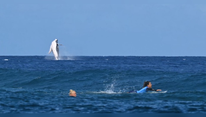 Un petit coucou océanique lors d'une demi-finale de surf ! (Photo : JEROME BROUILLET/AFP via Getty Images)