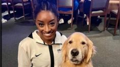 JO Paris 2024 : Beacon, l’adorable golden retriever au service des gymnastes américaines