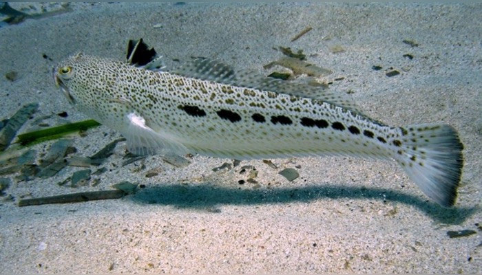 Les piqûres de ce poisson sont redoutables. (Photo : Wikimédia)