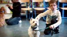 « Une petite avancée » : les élèves de CP auront des cours sur le bien-être animal à la rentrée