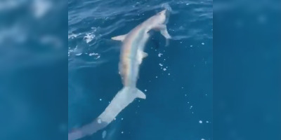 Croyant avoir pêché un thon, les participants d’un concours remontent un requin de 4 mètres, au large de Palavas-les-Flots (Hérault). (Capture d'écran Facebook Team Thon Club Palavasien TTCP)