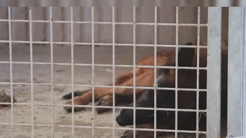 Vidéo YouTube retraçant le sauvetage d’une centaine de chiens dans ce qu’elle a rebaptisé le « chenil de l’horreur », à Wavrin (Nord). (Capture d'écran vidéo de la SPA)