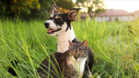 Les chats éprouveraient le besoin de faire leur deuil après la mort d’un animal de compagnie proche, selon une étude