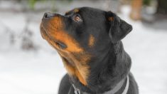 Pyrénées-Atlantiques : une fillette de 20 mois gravement mordue par un Rottweiler à la terrasse d’un restaurant