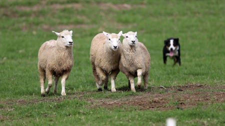 Fièvre catarrhale ovine : près de 2000 foyers confirmés en France